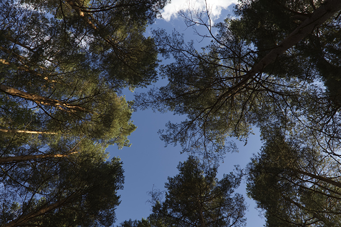Tree canopy
